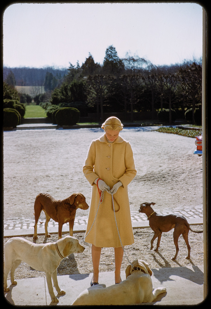 Photograph shows Lucy Douglas Guest (born Cochrane), who was known as C. Z. Guest. Her gaze is directed at the ground. She wears a light yellow coat that falls just below her knees. She stands in front of a driveway and gardens, and isencircle by four of her dogs. One of the dogs is attached to a leash she holds in her gloved hands. 