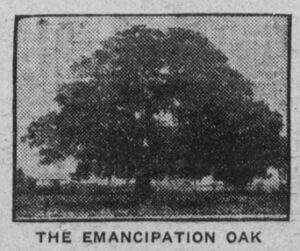 Newspaper clipping of an illustration of a tree with visible text the emancipation oak.