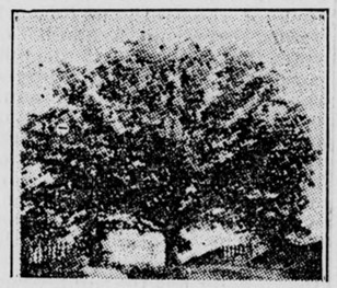 Newspaper clipping of an illustration of a tree.