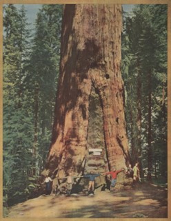 Clipping of a color image of a tree and persons underneath holding arms. 