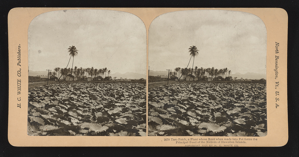 Photograph of a taro patch with cocoanut grove in the background.