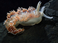 Nudibranch (Notaeolidia) from Antarctica