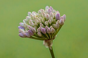 Wikimedia Commons picture of the day for April 17