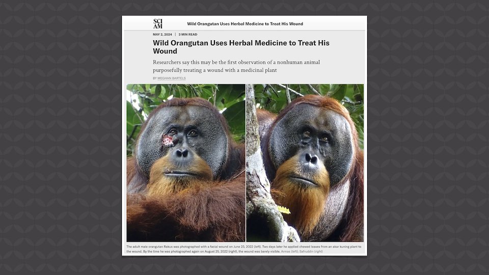 An Orangutan Herbalist?