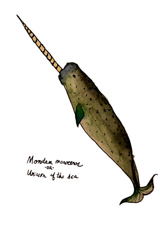 Narwhal—Unicorn of the Sea