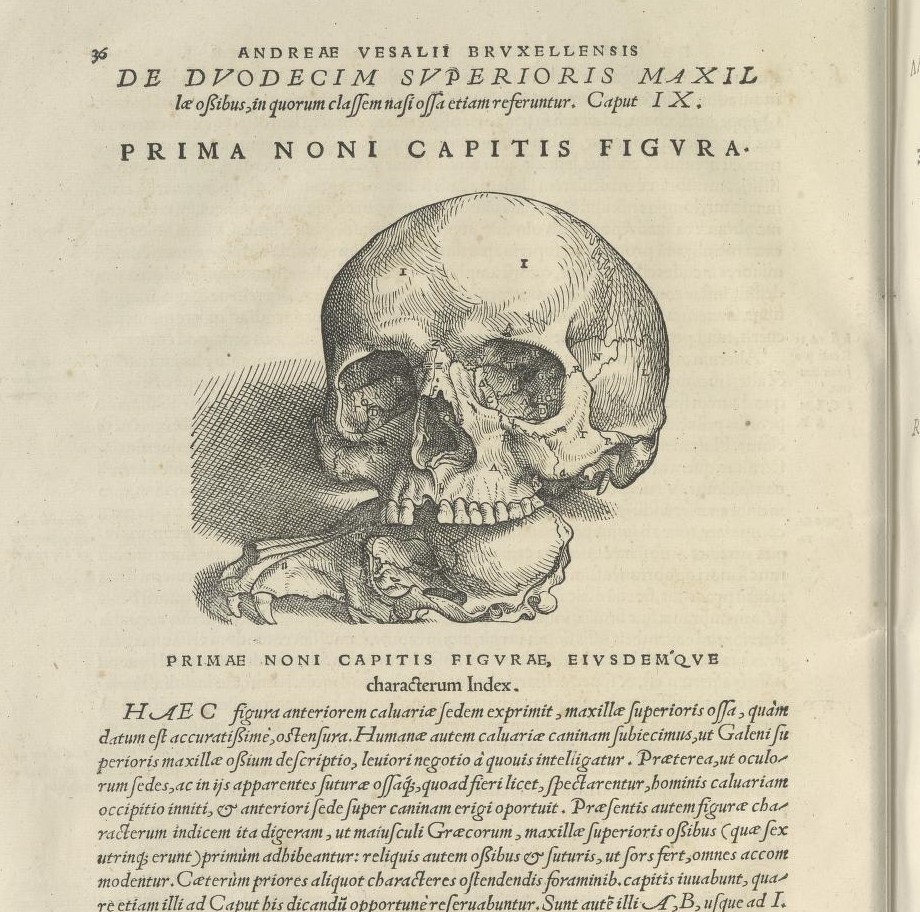 Woodcut image of a human skull atop a dog's skull