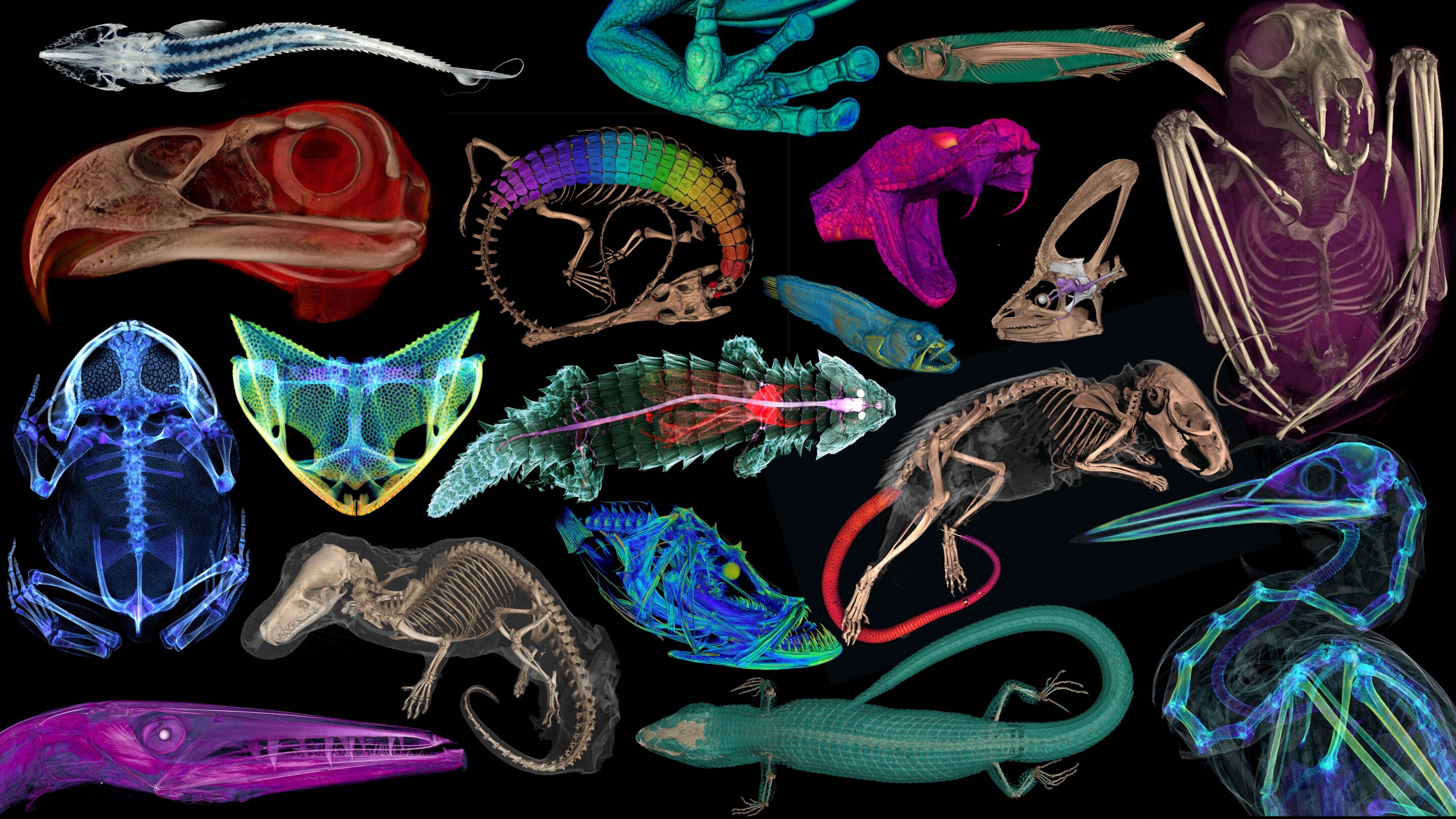 Collage of CT scanned animal specimens digitized for the oVert project