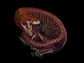 CT scan of Mexican beaded lizard (Heloderma horridum) covered in bony armor studs