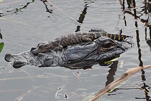 Picture of the day





Juvenile American alligator (Alligator mississippiensis) resting on an adult in Florida