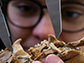 Student examines fossilized porcupine skeleton