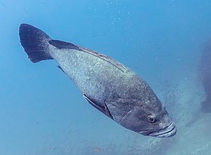 Picture of the day





Exemplar of an adult dusky grouper (Epinephelus marginatus) of about 150 centimetres (59 in) length and 60 kilograms (130 lb) heavy seen at a depth of about 25 metres (82 ft), Garajau Marine Nature Reserve, Madeira, Portugal