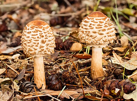 Picture of the day





Two young Tuberous Parasol Fungi (Chlorophyllum rhacodes) in natural habitat. Focus stack of 16 photos.
 #ImageOfTheDay