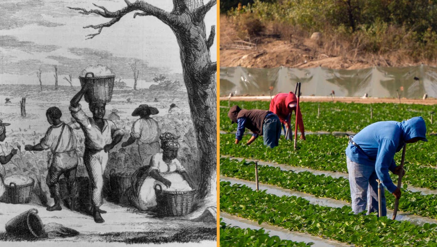 Democrats Once Again Concerned About Who Will Pick Their Crops #BabylonBee