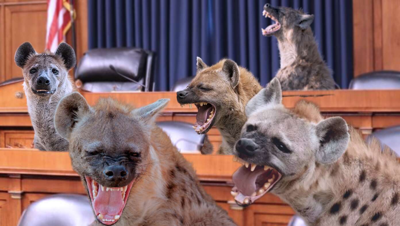 In Effort To Improve Senate Confirmation Hearings, Democrat Women Replaced By Rabid Hyenas #BabylonBee