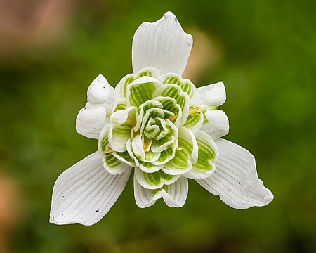 Picture of the day





Galanthus nivalis double-flowered Snowdrop. Focus stack of 44 photos.
 #ImageOfTheDay