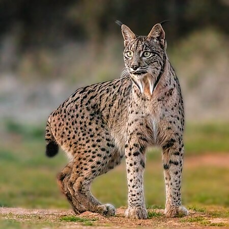 Picture of the day





Iberian Lynx (Lynx pardinus), Almuradiel, Ciudad Real, Spain.
 #ImageOfTheDay