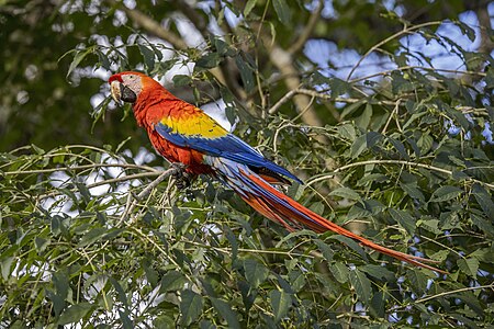 Picture of the day





Scarlet macaw (Ara macao cyanopterus), Copan Ruinas, Honduras.
 #ImageOfTheDay