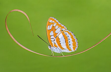 Picture of the day





Close-wing basking of Athyma perius (Linnaeus, 1758) – Common sergeant
 #ImageOfTheDay