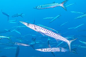 Picture of the day





Yellowmouth barracudas (Sphyraena viridensis), Cabo de Palos, Spain
 #ImageOfTheDay