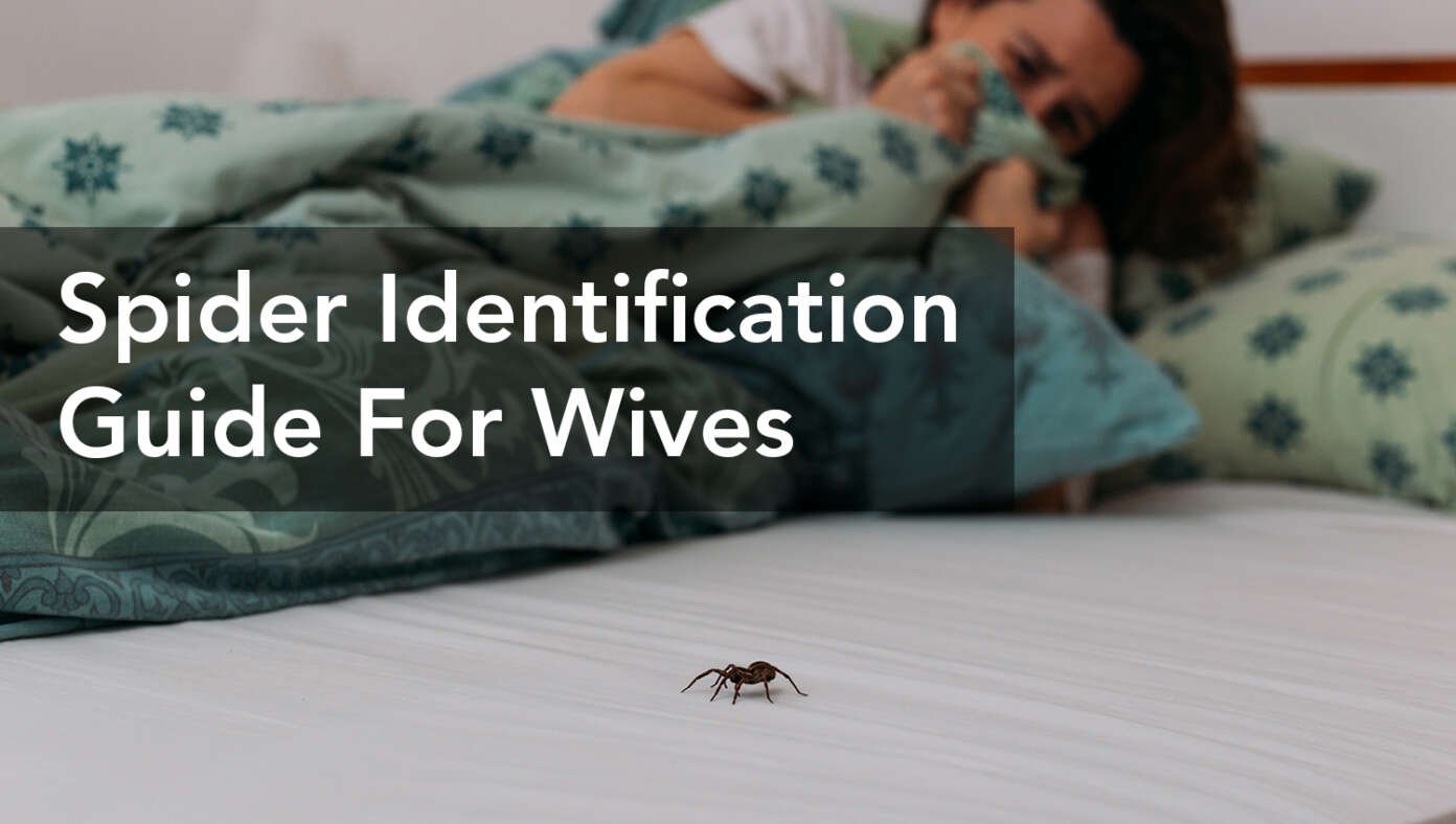 The Official Babylon Bee Spider Identification Guide For Wives #BabylonBee
