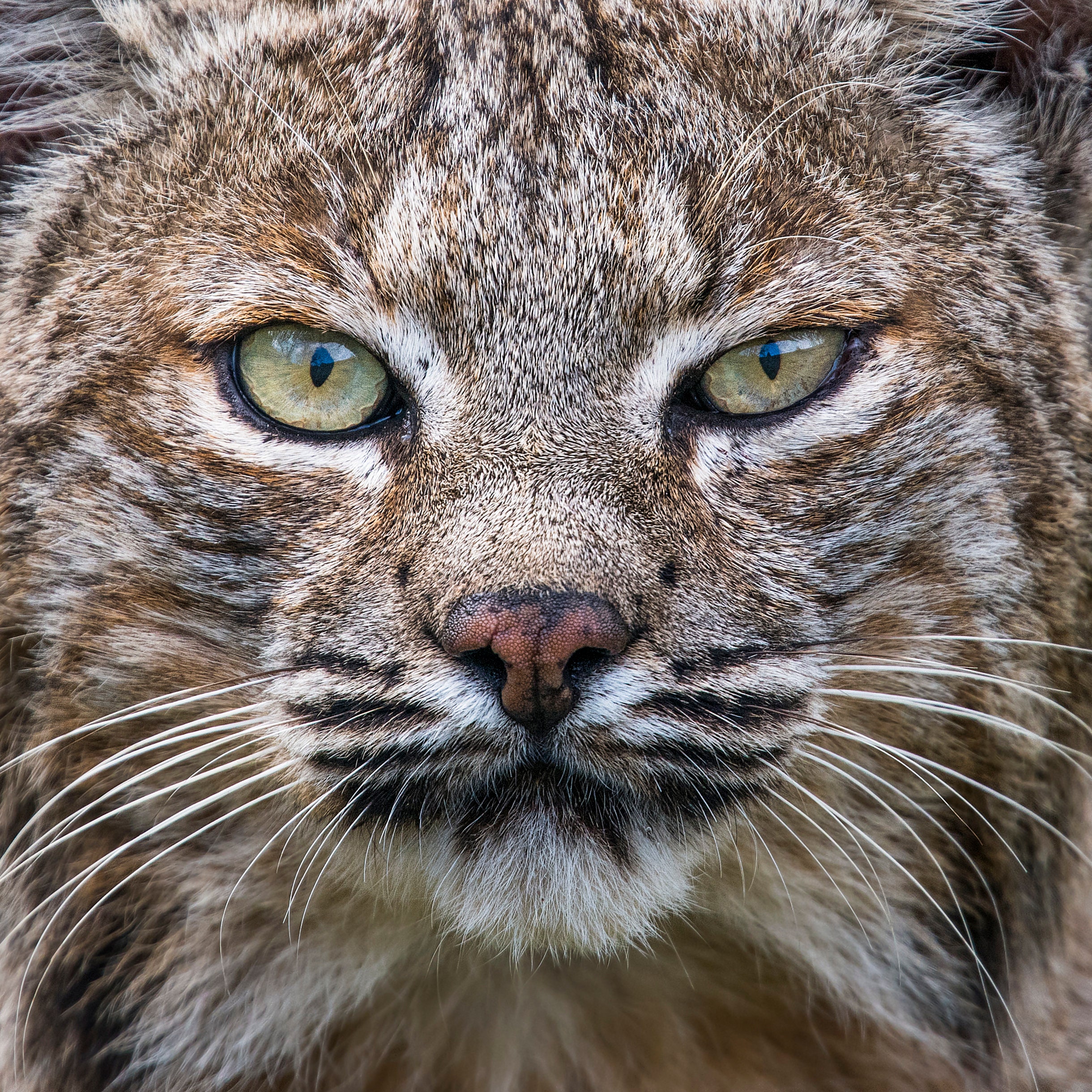 Portrait of a Bobcat