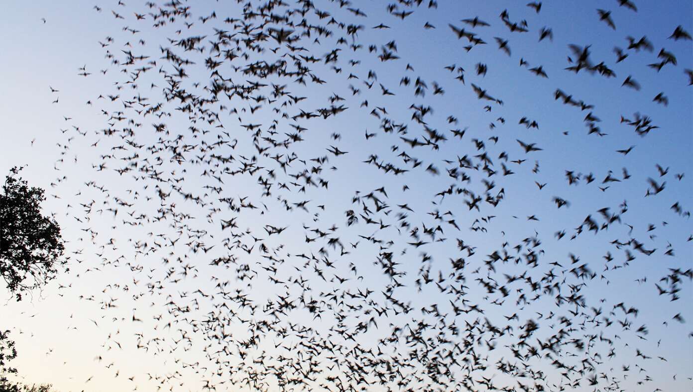 Following Death Of Ozzy Osbourne, England Overrun With Millions Of Bats #BabylonBee