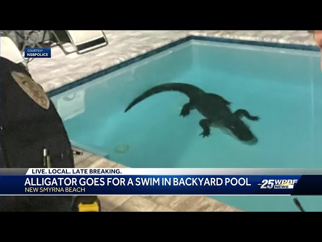 Alligator Goes for a Swim