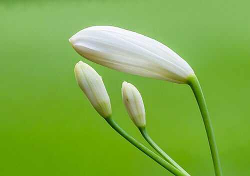 Picture of the day





Flower buds of a Agapanthus praecox Snow White. A pure white dwarf, 45 cm. Focus stack of 50 photos.
 #ImageOfTheDay