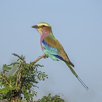 Picture of the day





Lilac-breasted roller (Coracias caudatus), Kruger National Park, South Africa.
 #ImageOfTheDay