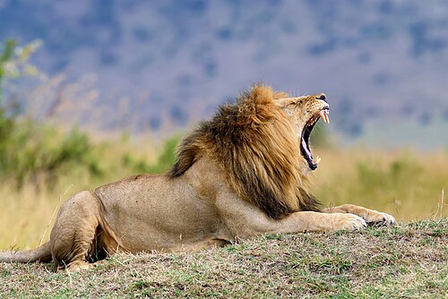 Picture of the day





Male lion (Panthera leo) in Maasai Mara National Park. The Leo astrological sign ends at this time of year.
 #ImageOfTheDay
