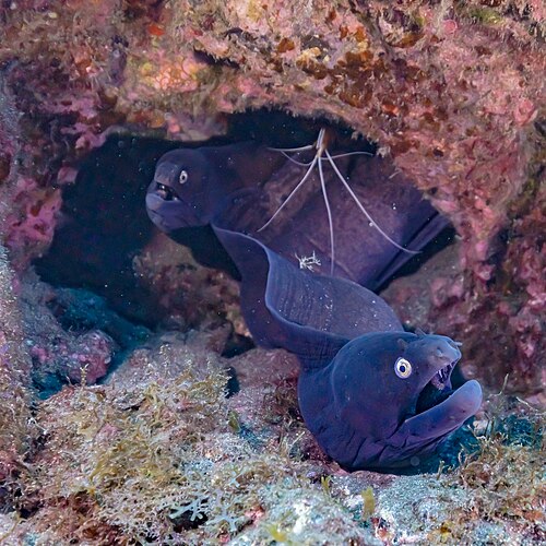 Picture of the day





Moray eels (Muraena augusti) and a cleaner shrimp (Lysmata grabhami), Teno-Rasca marine strip, Tenerife, Spain. It belongs to the family of moray eel and is endemic of the Canary Islands, Madeira and Azores. It is non-migratory, and dwells at a depth range of 0 to 250 metres (0 to 820 ft), most often at around 0 to 50 metres (0 to 164 ft). Muraena augusti is active during the night and hides in holes or crevices during the day. It can reach up to 100 centimetres (39 in) length and is a carnivore that feeds on small fishes, shrimps and crabs. Like all other moray eels their vision is poor but their sense of smell extraordinary.
 #ImageOfTheDay
