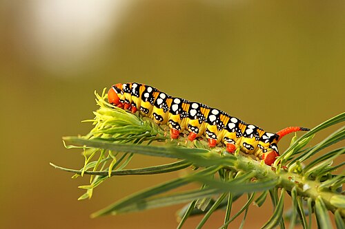 Picture of the day





A caterpillar of the spurge hawk moth (Hyles euphorbiae), photographed in the Scrivia riverbed, in Novi Ligure, Piedmont, Italy. The larvae of this Europiean hawk moth eat the leaves and bracts of the leafy spurge (Euphorbia virgata), which gives the species its common name.
 #ImageOfTheDay