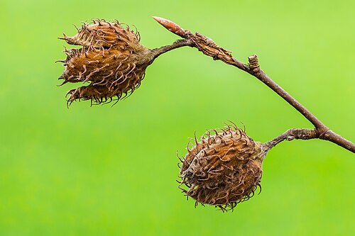 Picture of the day





Half-opened seed pods of a beech (Fagus sylvatica) Focus stack of 57 photos.
 #ImageOfTheDay