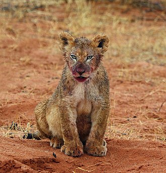 Picture of the day





Kalahari lion (Panthera leo) male cub, four months old, in the Tswalu Kalahari Reserve, South Africa Shortly after feeding on eland with the rest of the family.
 #ImageOfTheDay