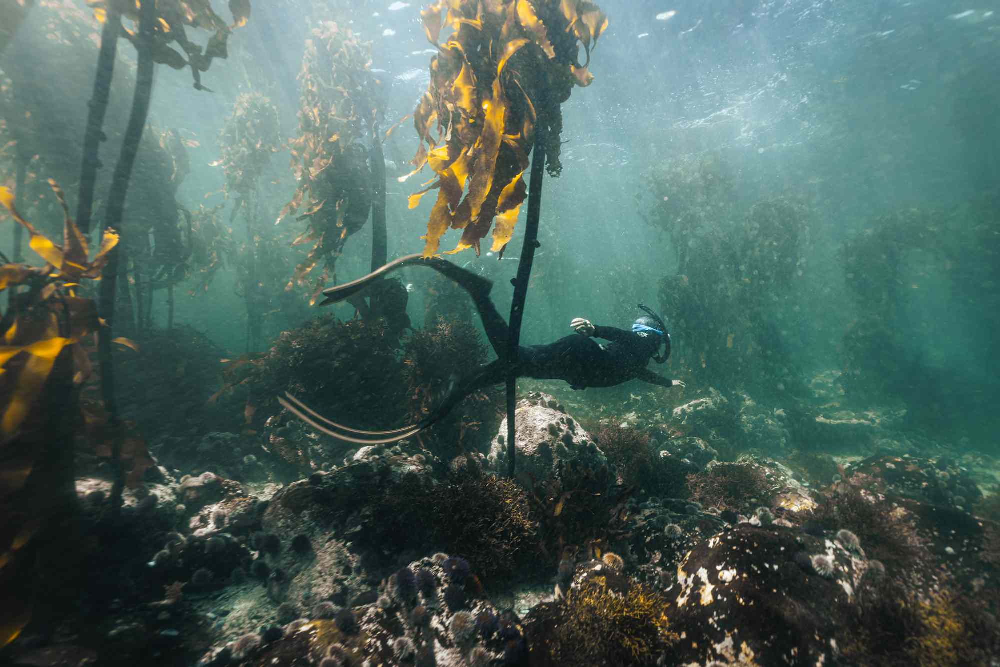 I Went Free Diving Among Seals and Shipwrecks Off South Africa’s Coast—Here’s What It Was Like #Travel On a new free-diving tour in South Africa, one traveler comes face-to-face with seals, shipwrecks, and the limits of her own endurance.