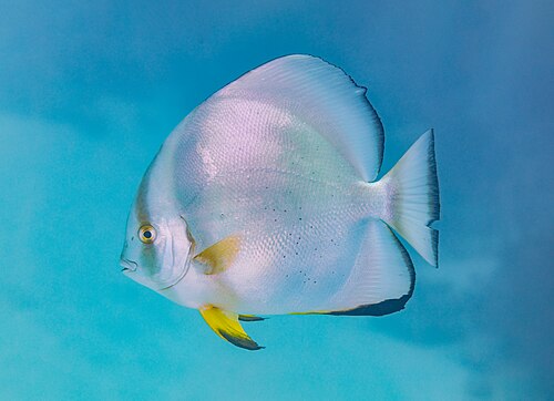 Picture of the day





Orbicular (round body) batfish (Platax orbicularis), Red Sea, Egypt. It belongs to the family Ephippidae, the spadefishes and batfishes. This species is found in the Indo-Pacific but has been recorded outside its native range in the western Atlantic Ocean. The adult can reach a total length of 40 centimetres (16 in).
 #ImageOfTheDay