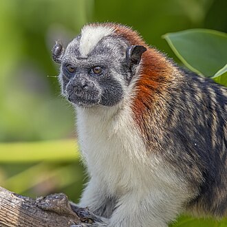 Picture of the day
Geoffroy’s tamarin (Saguinus geoffroyi) Gatun Lake, Panama
#ImageOfTheDay Picture of the day
Geoffroy’s tamarin (Saguinus geoffroyi) Gatun Lake, Panama
#ImageOfTheDay