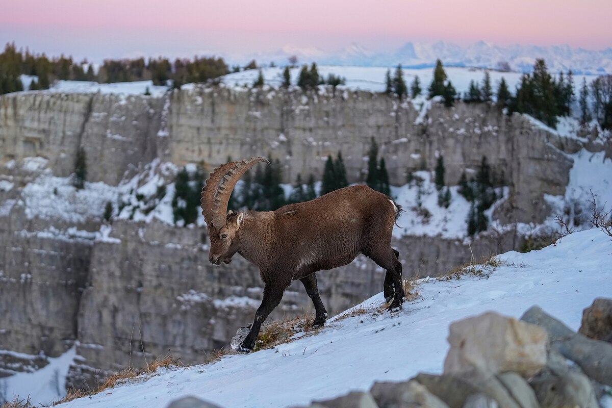 Picture of the day





Wild Alpine ibex (Capra ibex) at Creux du Van with the Swiss Alps in the background during sunset
 #ImageOfTheDay