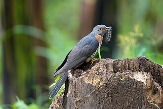 Picture of the day





Wild red-chested cuckoo (Cuculus solitarius) at Kibale Forest National Park, Uganda
 #ImageOfTheDay