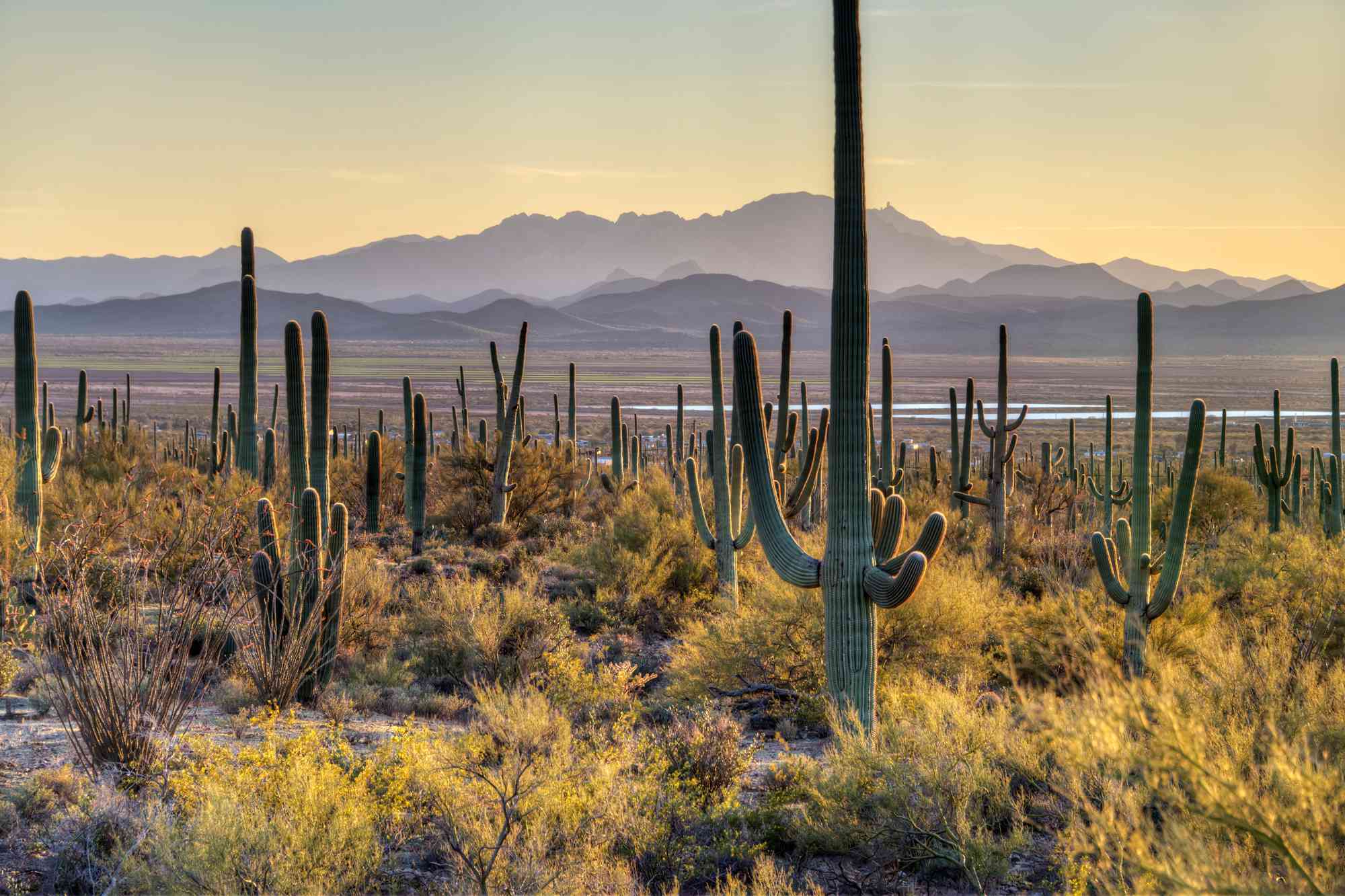 This Southwestern National Park Is in the World’s Wettest Desert—With Over 2 Million Towering Cacti #Travel Here’s everything you need to know to plan a trip to Saguaro National Park.