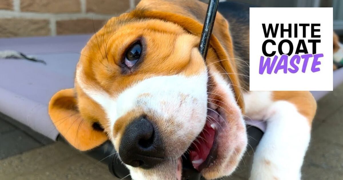 Victory for Taxpayers and Animals: White Coat Waste Campaign Leads Congress to Slash Funding for Pentagon’s Cruel Dog and Cat Experiments in 2026 NDAA – 
In a massive blow to wasteful government spending and animal cruelty, Congress just cut funding for the Department of Defense’s (DOD) painful experiments on dogs and cats as part of the 2026 National Defense Authorization Act (NDAA).
The post Victory for Taxpayers and Animals: White Coat Waste Campaign Leads Congress to Slash Funding for Pentagon’s Cruel Dog and Cat Experiments in 2026 NDAA appeared first on The Gateway Pundit.