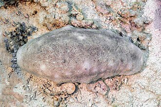 Picture of the day





White teatfish (Holothuria fuscogilva), Ras Muhammad National Park, Red Sea, Egypt. This species of sea cucumber, also known as white teeth, is found in shallow waters near islands and around coral reefs in the tropical waters of the Indo-Pacific ocean. Juvenile cucumbers live in shallower waters (such as inter-tidal zones) and then migrate to deeper waters as they mature. Adult cucumbers weigh between 2.4 and 4 kilograms. They are oval in shape and have a firm texture. This species cucumber has lateral papillae (teats) which are often buried in the sand. As it’s consumed as a food and is part of a large commercial fishery across its range, it was listed as vulnerable on the IUCN Red List in 2010 due to overfishing.
 #ImageOfTheDay