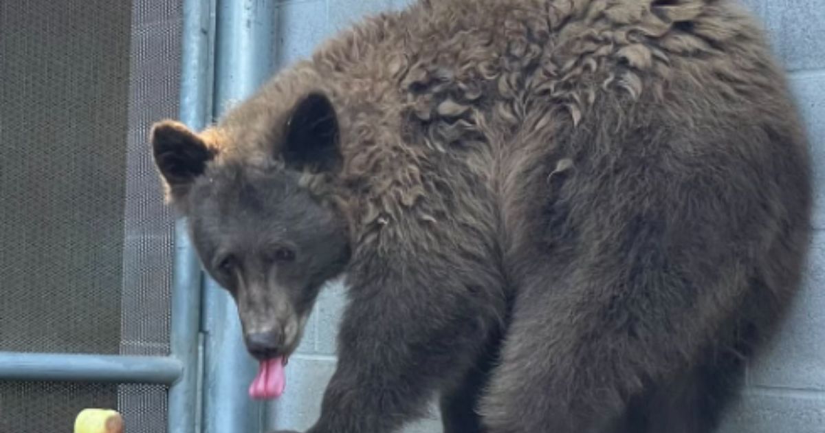 California Zoo Officials Baffled as Wild Bear Breaks Into California Exhibit to Hang Out with Resident Bears –
A wild black bear infiltrated the Sequoia Park Zoo in Eureka, California.
The post California Zoo Officials Baffled as Wild Bear Breaks Into California Exhibit to Hang Out with Resident Bears appeared first on The Gateway Pundit. California Zoo Officials Baffled as Wild Bear Breaks Into California Exhibit to Hang Out with Resident Bears –
A wild black bear infiltrated the Sequoia Park Zoo in Eureka, California.
The post California Zoo Officials Baffled as Wild Bear Breaks Into California Exhibit to Hang Out with Resident Bears appeared first on The Gateway Pundit.