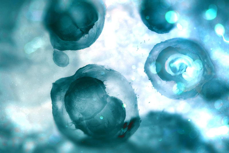 4 out of 5 Americans have concerns with embryonic screening, study finds #Catholic 
 
 null / Credit: Andrii Vodolazhskyi/CNA

CNA Staff, Nov 22, 2025 / 08:20 am (CNA).
Here is a roundup of recent pro-life and abortion-related news.4 out of 5 Americans have concerns with embryonic screening, study findsFour in five voters have some at least some concerns about embryo screening, a recent Ethics and Public Policy Center poll found.Embryonic screening is the practice of selecting some babies to be born because of their genetic traits — such as appearance, health, or predicted intelligence — while discarding other unborn babies. The Ethics and Public Policy Center poll, led by center fellow Patrick Brown, comes in the wake of some Silicon Valley-funded startups saying they will give parents the ability to screen embryos.  The poll found that very few Americans want Silicon Valley to “hack” reproduction.“While Americans support measures to help infertile couples have children, they express concerns about broader implications of these technologies,” the report says. Across demographic groups, voters voiced support for “commonsense regulations.” Women were more likely to have concerns about embryo screening than men, while older voters (ages 46+) were more likely to have concerns than younger voters (ages 18-45).  South Carolina right-to-life group opposes proposed bill to criminalize women who have abortionsA South Carolina bill would enable prosecution of women who have abortions — a practice that South Carolina Citizens for Life (SCCL) and most pro-life groups oppose. The bill, which would designate abortion as equivalent to the homicide of a born person, contains no provisions protecting women who obtain abortions. While pro-life groups tend to support prosecution of abortionists who illegally perform the deadly procedure, most groups oppose the prosecution of abortive mothers themselves, whom they also consider to be victims of abortion. Holly Gatling, who heads South Carolina Citizens for Life, called the bill “unacceptable.” “This provision of the law alone would shut down post-abortion ministries such as Rachel’s Vineyard and jeopardize the livesaving, compassionate work of pregnancy care ministries,” she told CNA.The Catholic bishops ask that Project Rachel, a counseling resource for post-abortive women, be present in every diocese in the U.S.Gatling said she opposes the bill “because it criminalizes post-aborted women, jeopardizes the work of pregnancy care centers and post-abortion ministries, and undermines the pro-life legislation previously passed by the General Assembly.” “Not only are post-aborted women subject to criminal prosecution, but pastors, counselors, and any ‘person’ also can be compelled to testify in the criminal prosecution of a post-aborted woman,” Gatling said. Gatling noted that South Carolina’s current heartbeat law has saved thousands of lives while explicitly protecting women from prosecution. “SCCL and many other pro-life and pro-family organizations in South Carolina oppose legislation that reverses this protection for women,” Gatling said. U.S. government can’t compel Christian employers to accommodate abortions, judge rulesA federal court has issued a permanent injunction ruling that Christian employers will not be compelled to accommodate abortions.The Herzog Foundation in a lawsuit had argued that a Biden-era rule requiring employers to accommodate abortions for pregnant employees violated the First Amendment. On Tuesday, the U.S. District Court for the Western District of Missouri granted the permanent injunction protecting faith-based employers.Herzog Foundation spokeswoman Elizabeth Roberts lauded the court’s decision in a Nov. 20 statement, saying that the ruling “solidifies that the government cannot overstep its authority by trying to dictate or suppress our beliefs.” 3 state attorneys general file challenge to mail-in chemical abortion drugsAttorneys general of Idaho, Kansas, and Missouri filed a challenge to stop mail-order abortion drugs and block the recent approval of generic mifepristone.The Nov. 20 challenge claims that the FDA “cut corners when it removed safeguards from this dangerous drug.” Mifeprisotone’s label says that 1 in 25 women will go to the emergency room after taking the drug, while other studies have found that it poses a risk to the women and girls who take it.  Missouri Attorney General Catherine Hanaway said in a statement that Missouri “will not stand by while manufacturers gamble with women’s lives.” “Mifepristone is sending women to the hospital with life-threatening complications, and yet drug companies continue pushing new versions of it into the market without basic medical safeguards,” Hanaway said.Texas sees decrease in minors getting abortionsAfter Texas implemented a heartbeat law protecting unborn children when their heartbeats are detectable, the state has seen a marked drop in abortions among minors, a recent study found. Published online on Nov. 13 by the American Journal of Public Health, the study found that abortions decreased by more than 25% among minors in Texas.Additionally, among Texans ages 18-24, abortions decreased by about 20%; for Texans aged 25-29, abortions decreased by 17%, the study found. The study, which cited concerns about “young people’s reproductive autonomy,” has several authors affiliated with abortion clinics including Planned Parenthood as well as two authors affiliated with a pro-abortion research center, Resound Research for Reproductive Health.