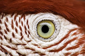 Picture of the day





A macro shot of a red-and-green macaw’s (Ara chloropterus) eye, Serra da Capivara National Park, Piauí state, Brazil.
 #ImageOfTheDay