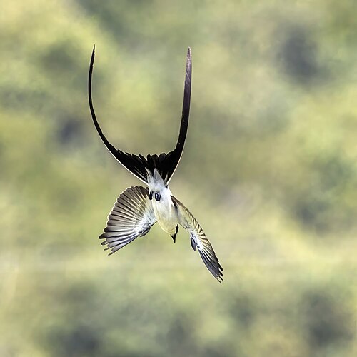 Picture of the day





Fork-tailed flycatcher (Tyrannus savana monachus), chasing prey in Cayo, Belize. This is what the bird looks like when it is flying normally, but not grabbing an insect.
 #ImageOfTheDay