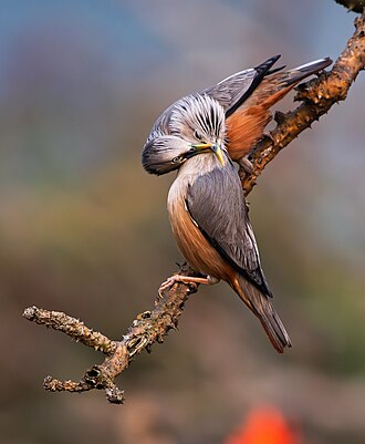 Picture of the day





Two chestnut-tailed starlings (Sturnia malabarica) kissing while perched on a branch in Satchari National Park, Bangladesh
 #ImageOfTheDay