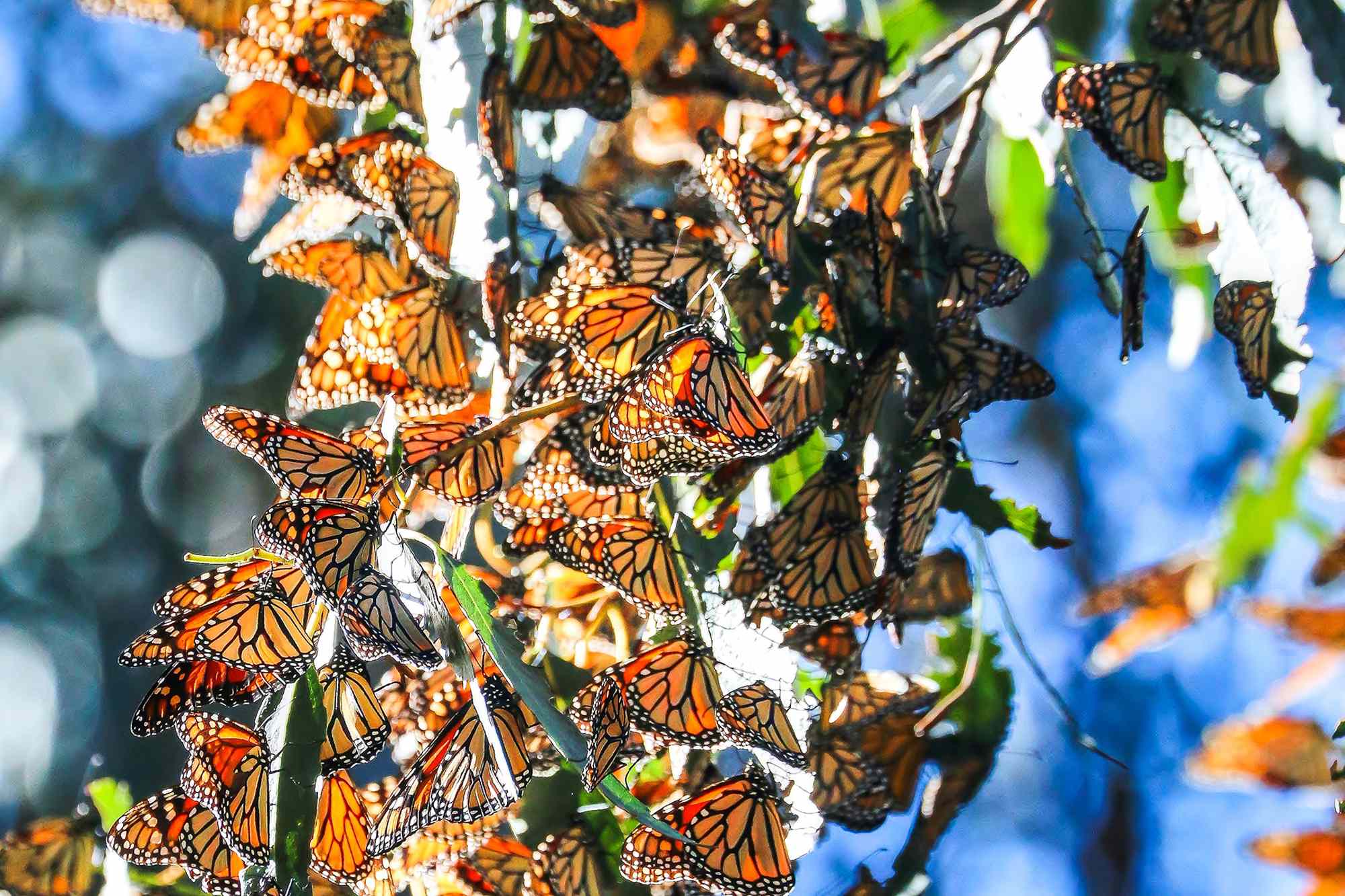 Thousands of Monarch Butterflies Migrate to California Every Fall and Winter—How to See Them and Save Them #Travel Scientists and volunteers explain where to go, when to visit, and how to support this beautiful species.