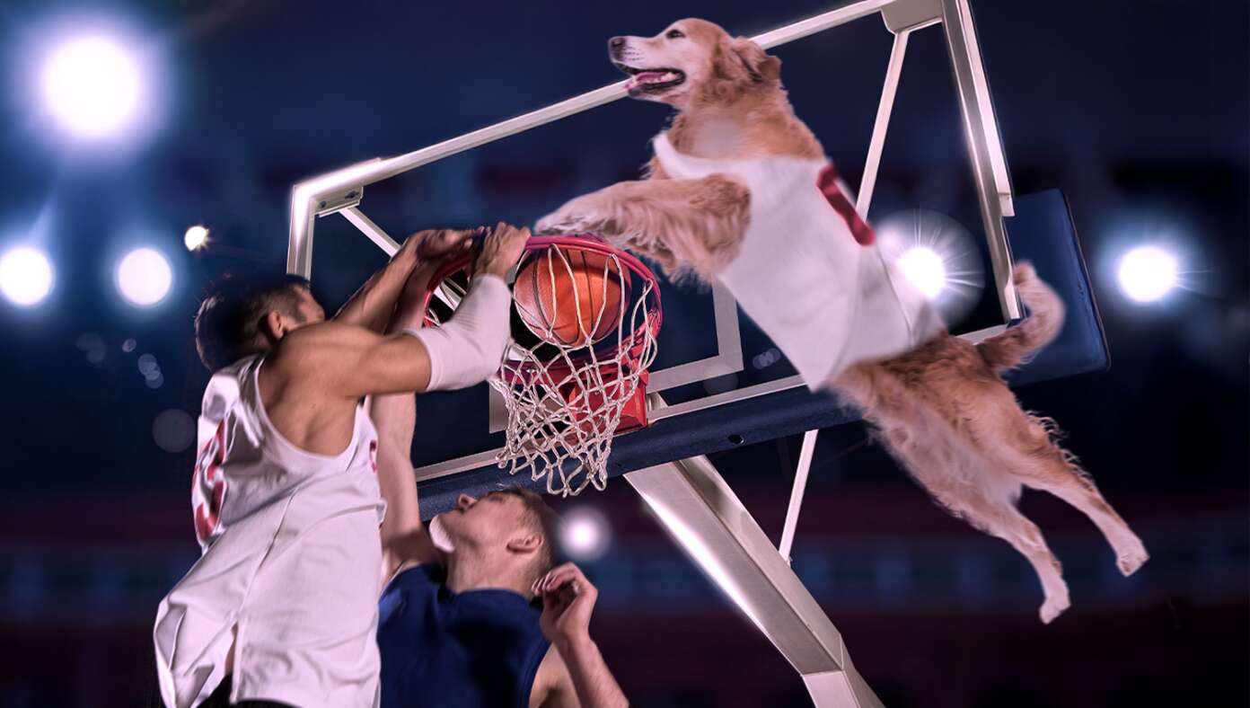 With Most Players Arrested For Gambling, Air Bud Finally Called Up To NBA #BabylonBee – MIAMI, FL — Now that a majority of players have been arrested on charges of illegal sports gambling, the Miami Heat announced that the golden retriever affectionately known as "Air Bud" had finally been called up to play in the NBA.