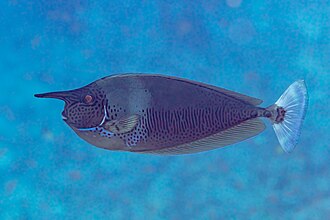 Picture of the day
Short-nosed unicornfish (Naso brevirostris), Red Sea, Egypt. This species has a maximum published total length of 60 centimetres (24 in). It occurs in the Indian and western Pacific Oceans. Adults feed mainly on gelatinous zooplankton, while juveniles mainly feed on benthic algae. The switch from grazing to preying on gelatinous zooplankton coincides with the development of the bony protuberance.
#ImageOfTheDay Picture of the day
Short-nosed unicornfish (Naso brevirostris), Red Sea, Egypt. This species has a maximum published total length of 60 centimetres (24 in). It occurs in the Indian and western Pacific Oceans. Adults feed mainly on gelatinous zooplankton, while juveniles mainly feed on benthic algae. The switch from grazing to preying on gelatinous zooplankton coincides with the development of the bony protuberance.
#ImageOfTheDay